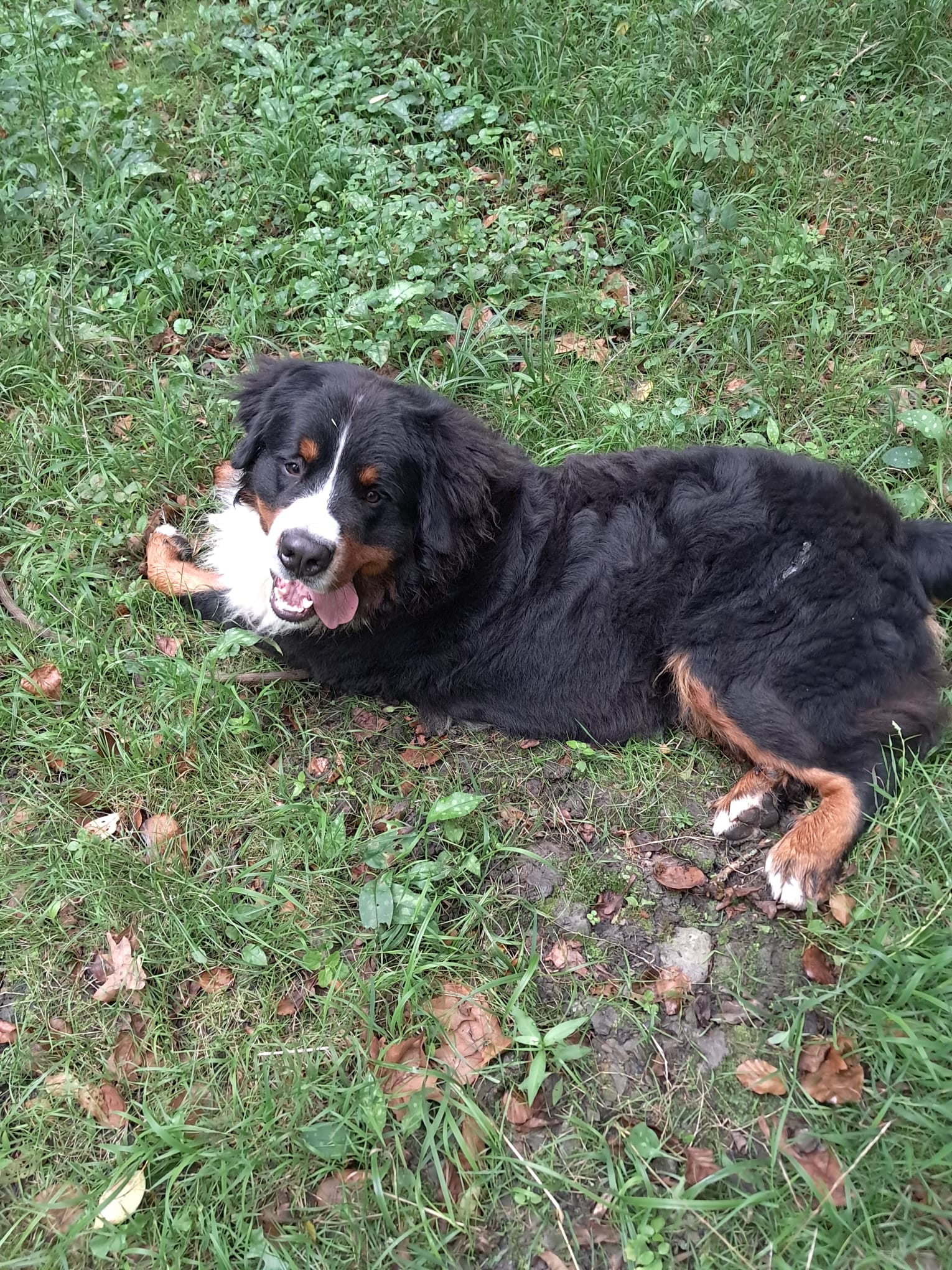 Bouvier bernois allongé dans l'herbe